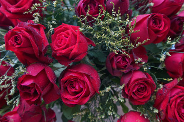 red roses background.