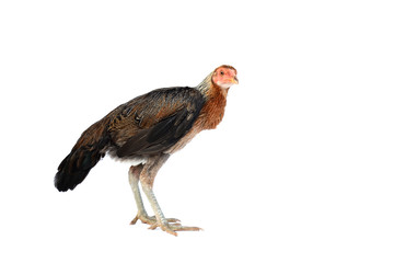 Hen isolated on white background.