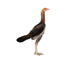 Hen isolated on white background.