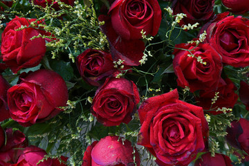 red roses background.