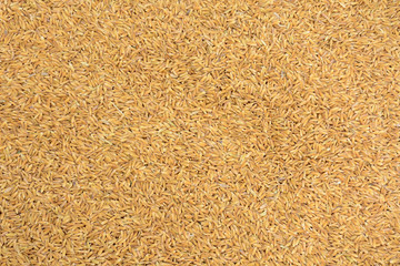 Background paddy gold