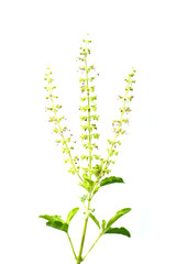 holy basil isolated on white background