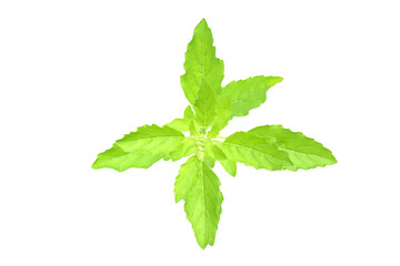 holy basil isolated on white background