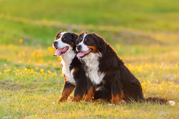 Two bernese mountain dog on spring flower field at sunset light
