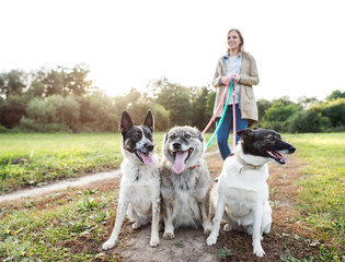 Beautiful pregnant woman with dogs in green sunny nature