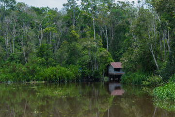 Fototapeta na wymiar Wooden cottage hidden among the green trees in the dense jungle, and is reflected in the river (Kumai, Indonesia)