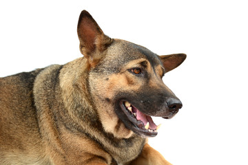 dog isolated on white background.