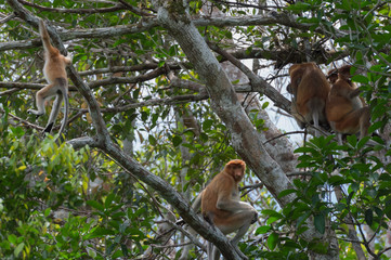 Dutch monkey sitting on a tree among green leaves (Kumai, Indonesia)