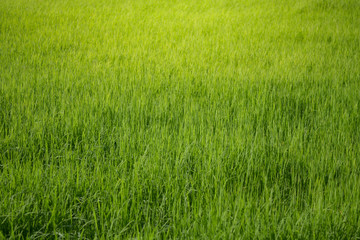 Fototapeta premium Rice field. Green paddy field.