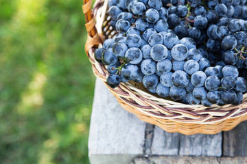 Red wine grapes. dark grapes, blue grapes, wine grapes in a bask