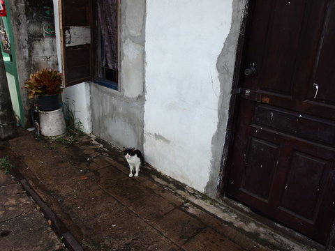 猫がたたずむタイの住宅地の朝