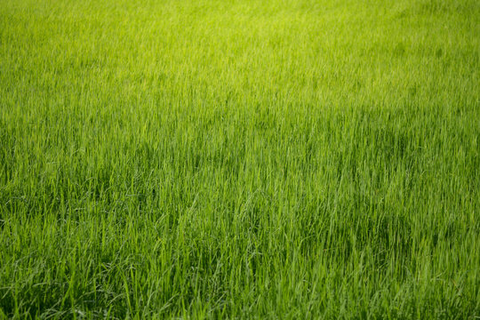 Rice field. Green paddy field.