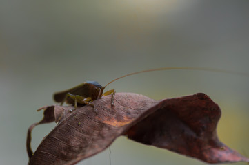 Large grasshopper sits on a dry piece of paper maroon on gray background (Kumai, Indonesia)