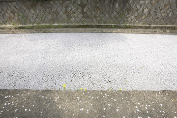 疏水と桜
