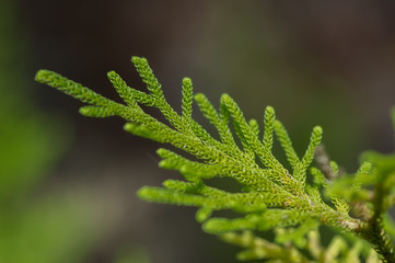 Light green sprig of tree is on the grey background (Kumai, Indonesia)