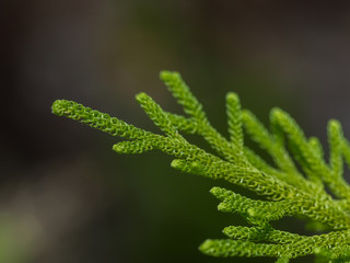 Light green sprig of tree is a gray background - close-up (Kumai, Indonesia)