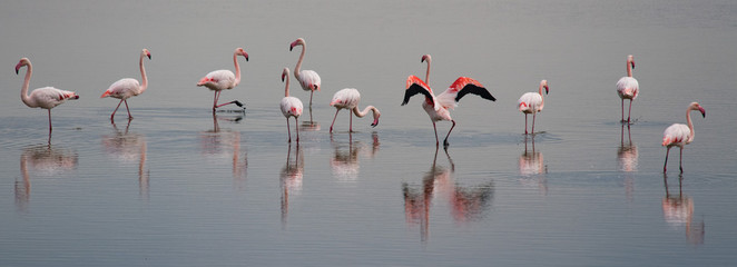 beautiful light on pink flamingo group © Andrea Izzotti