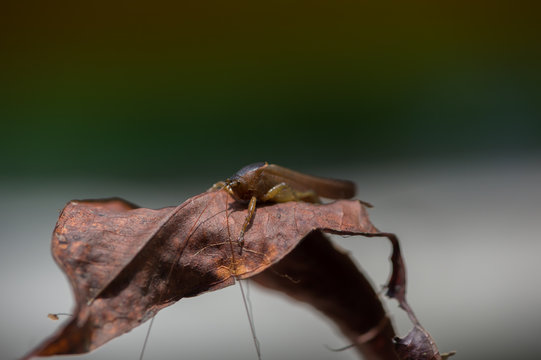 Large grasshopper sitting on a piece of paper to dry burgundy gray-green background (Kumai, Indonesia)