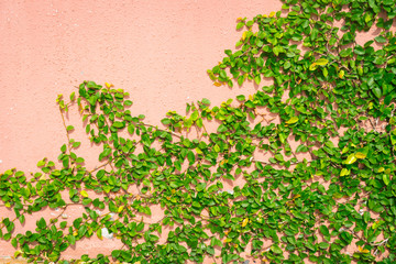 green claimber tree on pink wall background..