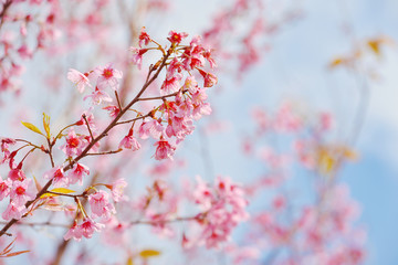 Spring Sakura Cherry Blossom. pink blossom sukura flowers