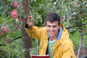 Engineer in orchard