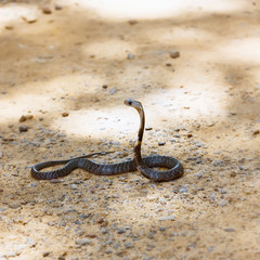 King Cobra snake.