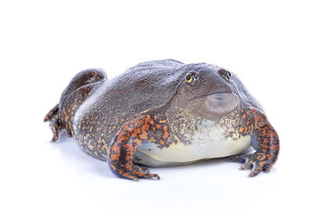 bullfrog