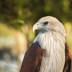 Red-tailed hawk..