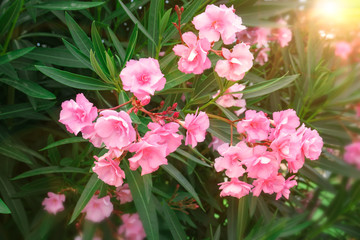 Nerium oleander flowers.