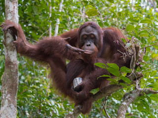 Adult orangutan sits high up on a tree and enjoying the condensed milk of metal cans (Kumai, Indonesia)