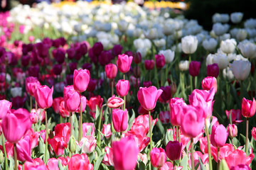 Tulips at Araluen