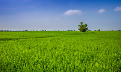 Fototapeta premium Rice field with alone tree in Thailand for background use.