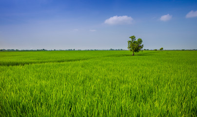Rice field with alone tree in Thailand for background use.