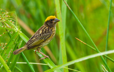 Streaked Weaver(Ploceus manyar Ploceidae) in real nature in Thailand