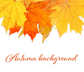 Text AUTUMN BACKGROUND and yellow leaves on white background.