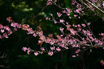 Spring Sakura Cherry Blossom. pink blossom sukura flowers