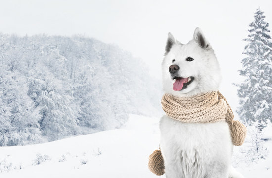 Fluffy Samoyed Dog Wearing Beige Scarf On Beautiful Winter Landscape