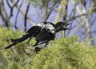 A young magpie on the branch of a larch. Autumn.