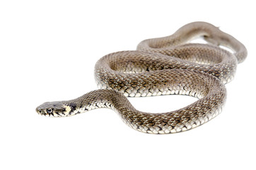 Creeping snake isolated on white background