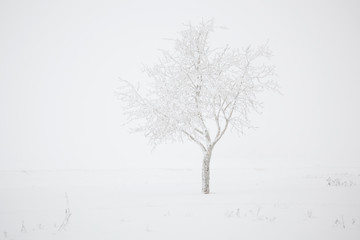 Winter landscape with  frozen tree in fog
