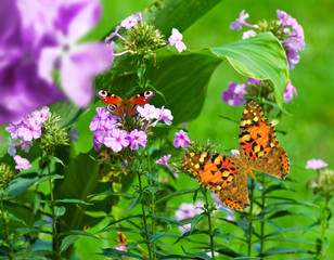 butterfly and flowers in the garden closeup