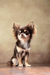 Langhaar-Chihuahua sitzend im Studio