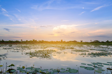 Landscape of sunset on lotus pond, white lotus pond scenery
