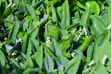 Fototapeta premium lilies in the garden