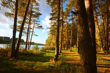 the forest at the pond