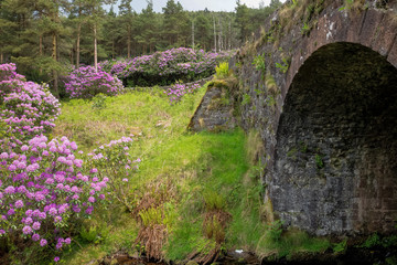 Irland - Rhododendron Blüte in The Vee