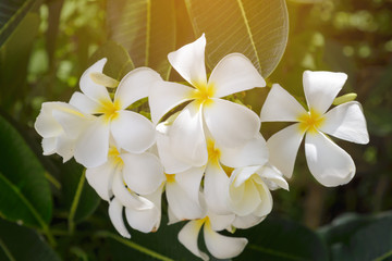 Fototapeta na wymiar plumeria flower blooming on tree - flower color white and yellow