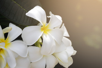 plumeria flower blooming on tree - flower color white and yellow