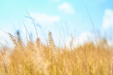 Fototapeta premium Autumn field