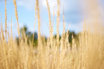 Obraz premium Field in Autumn